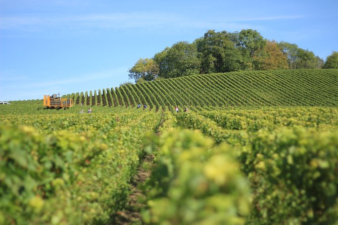 Customized private winery day tour in Yarra Valley at your own choices - Choosing wineries, gin, and regional tastings