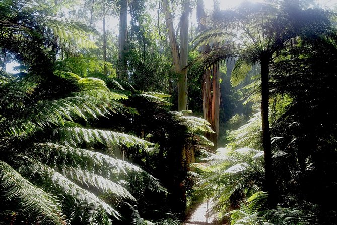 Dandenong Ranges Private Day Tour - Why the Dandenong Ranges make an easy escape from Melbourne
