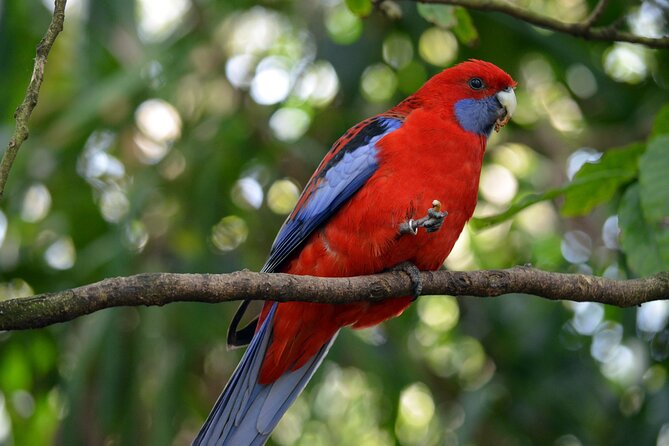 Dandenong Ranges Private Day Tour - What the private price gives you