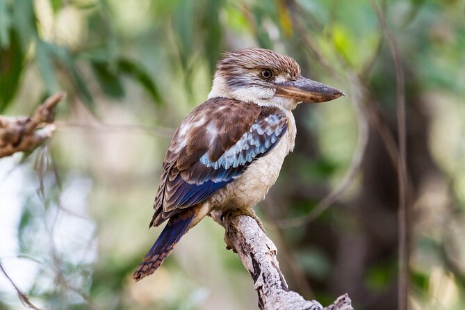 Dandenong Ranges Private Day Tour - Who will enjoy this outing most