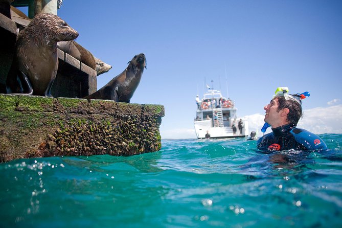 Dolphin and Seal snorkel adventure from Sorrento - Lunch or morning tea between the wildlife stops