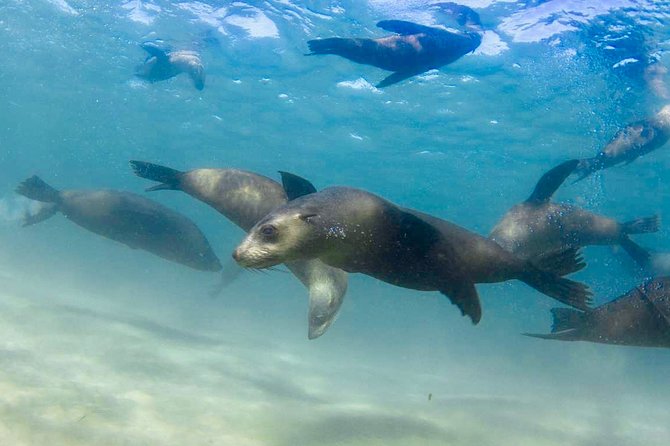 Dolphin and Seal snorkel adventure from Sorrento - What the small groups mean in the water