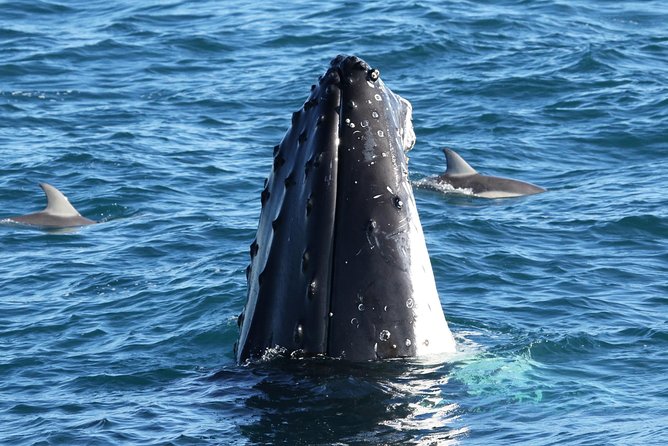 Dolphin & Whale Cruise - Key points to know