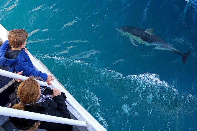 Dolphin & Whale Cruise - From San Remo Jetty toward Cape Woolamai
