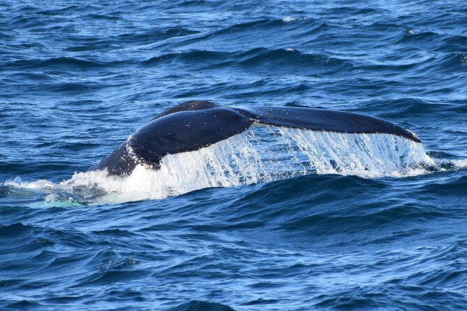 Dolphin & Whale Cruise - Why the coastal views matter