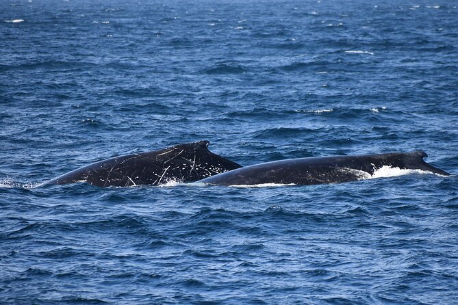 Dolphin & Whale Cruise - Who will enjoy this cruise most