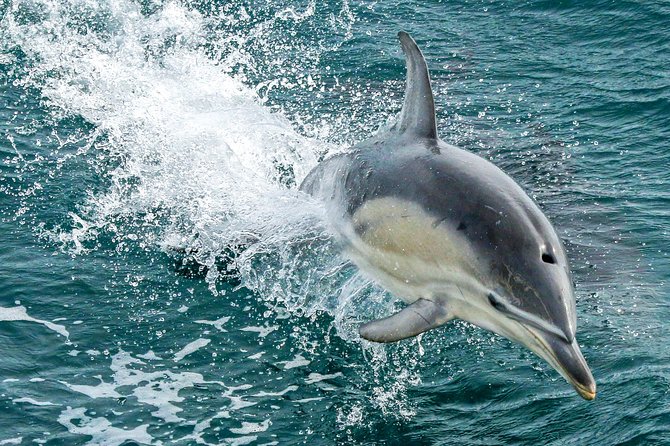 Dolphin & Whale Cruise - Searching the winter waters for whales