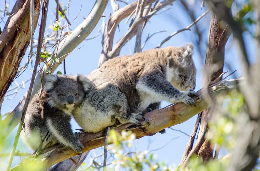 From Melbourne: 2-Day Great Ocean Road & Grampians Escape - Why this route works in only two days
