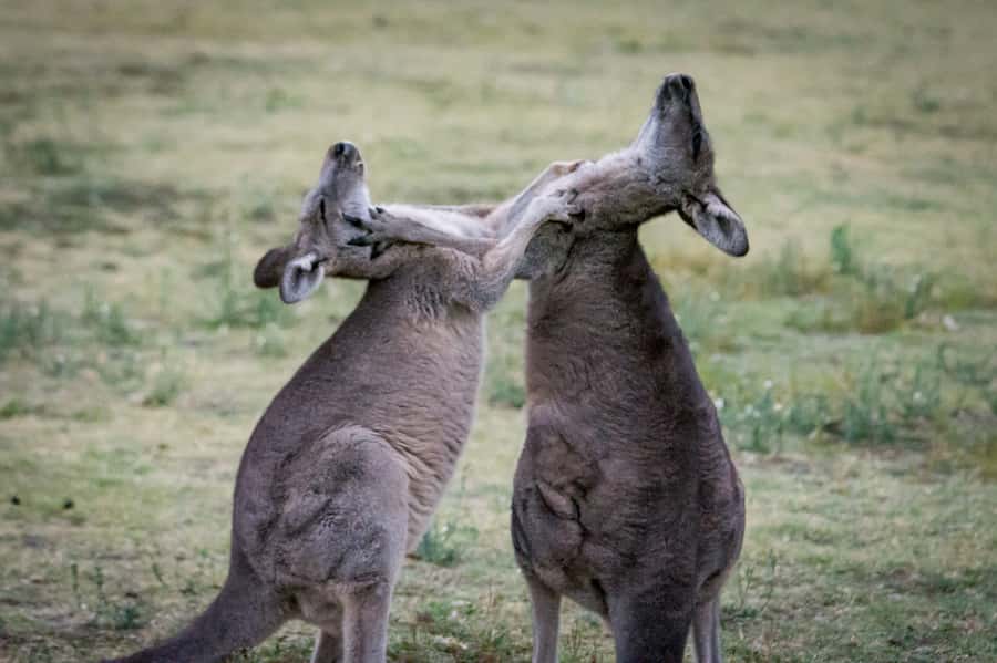From Melbourne: 2-Day Great Ocean Road & Grampians Escape - Halls Gap at dawn