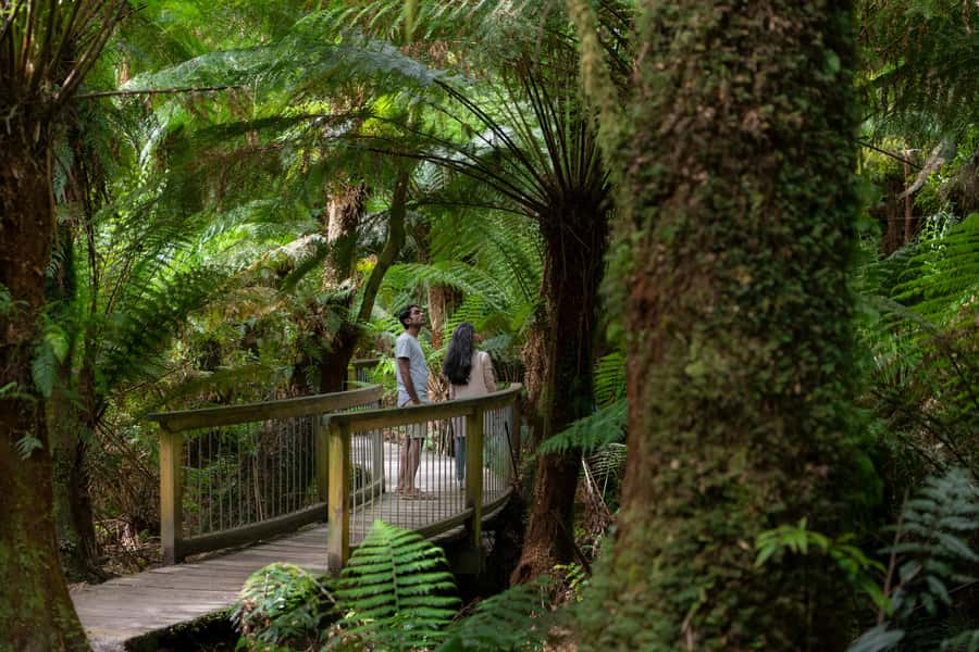 From Melbourne: 3-Day Great Ocean Road Grampians Tour - What the guide adds to the trip