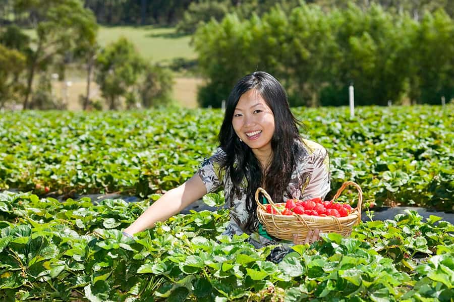 From Melbourne: Bay Sightseeing and Ferry Ride with Lunch - Key points to know before booking