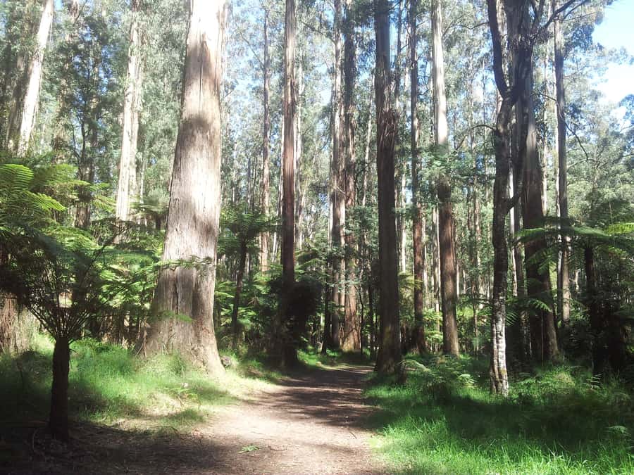 From Melbourne: Dandenong Ranges Private Day Tour - Key points to know before booking