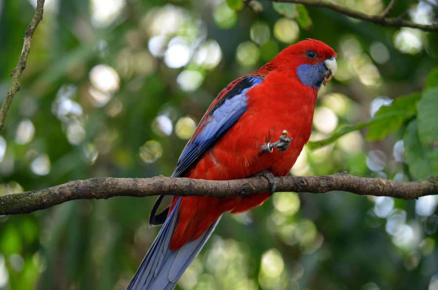From Melbourne: Dandenong Ranges Private Day Tour - Practical details for a smoother day