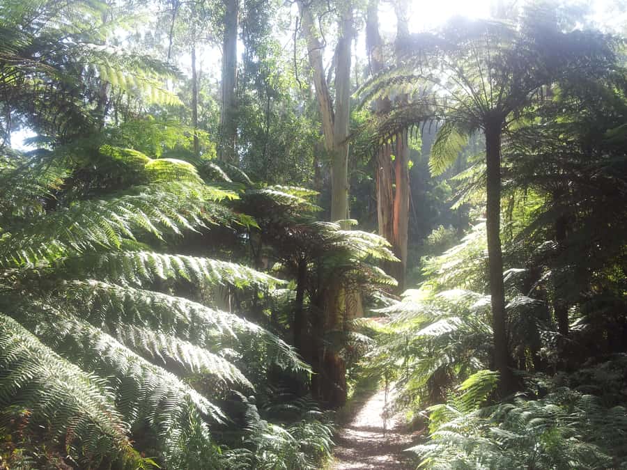 From Melbourne: Dandenong Ranges Private Day Tour - Leaving Melbourne for the Dandenong Ranges