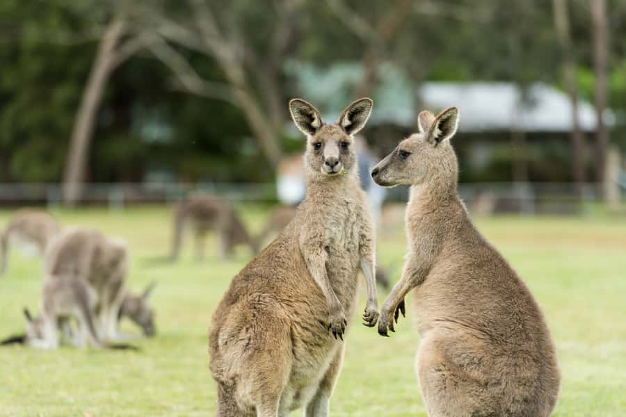 From Melbourne: Grampians National Park & Kangaroos - Key points to know before booking