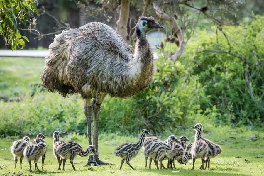 From Melbourne: Grampians National Park & Kangaroos - Mackenzie Falls and the stairs to the base