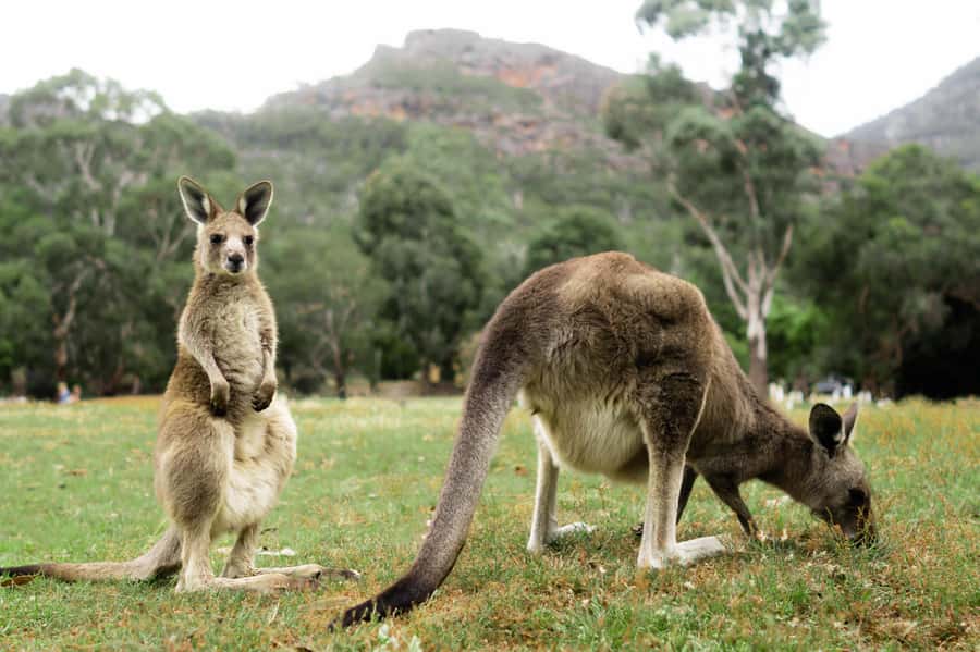 From Melbourne: Grampians National Park Small Group Tour - Why this Grampians day trip works