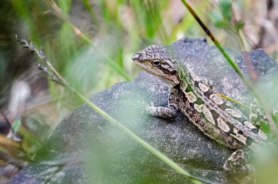 From Melbourne: Grampians National Park Small Group Tour - Reeds Lookout and The Balconies