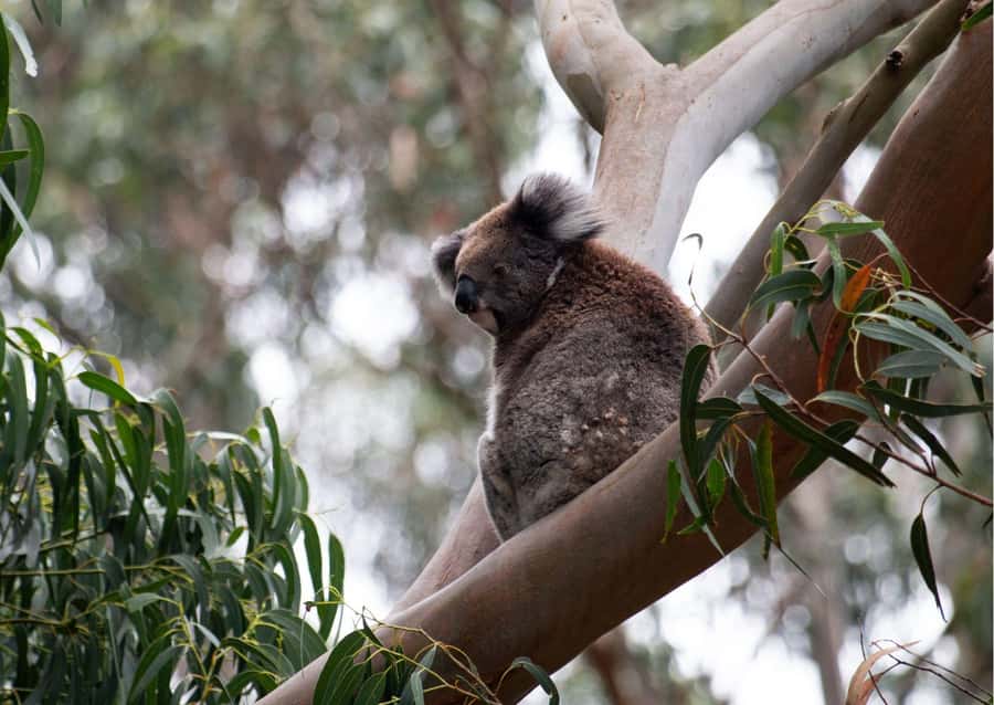 From Melbourne: Great Ocean Road & 12 Apostles Full-Day Tour - Key points to know before booking