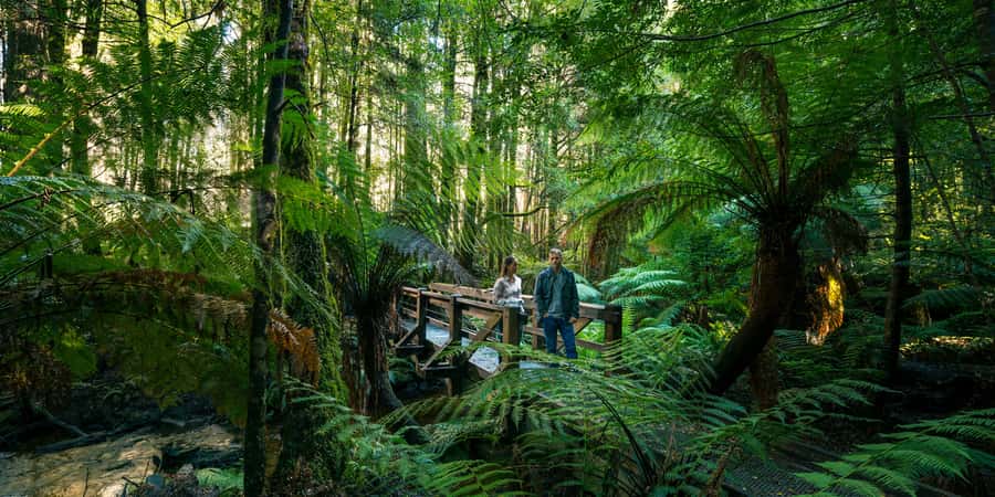 From Melbourne: Great Ocean Road & 12 Apostles Full-Day Tour - Melba Gully brings forest and wildlife