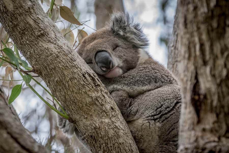 From Melbourne: Great Ocean Road, 12 Apostles & Koalas - Anglesea Starts the Coastal Run