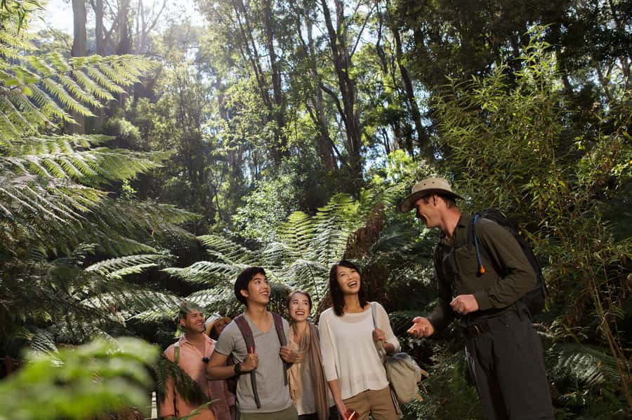 From Melbourne: Great Ocean Road, 12 Apostles & Koalas - Kennett River Offers a Chance for Wild Koalas
