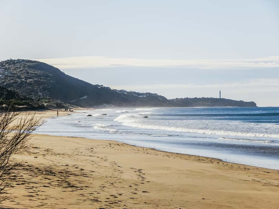 From Melbourne: Great Ocean Road, 12 Apostles, Wildlife Tour - The forest walk adds a welcome change of pace