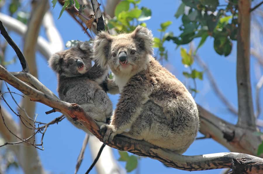 Koalas at Healesville