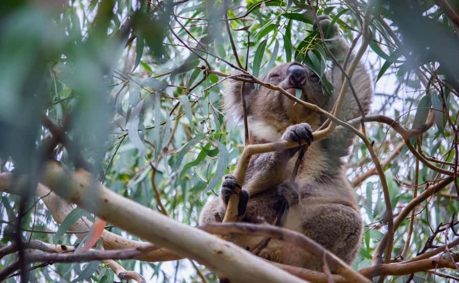 From Melbourne: Great Ocean Road Full-Day Guided Trip - Kennett River is your best wildlife chance