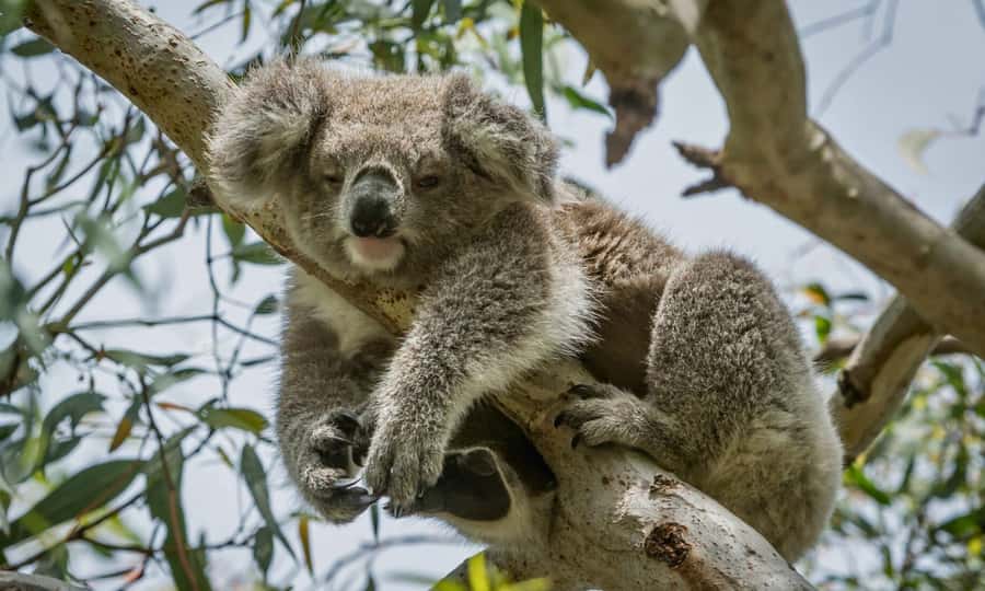 From Melbourne: Great Ocean Road Full-Day Sunset Tour - Key points at a glance