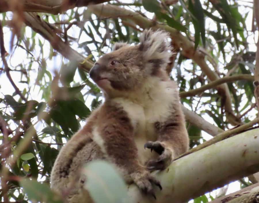 From Melbourne: Great Ocean Road Premium Tour in Reverse - Is $112 good value?