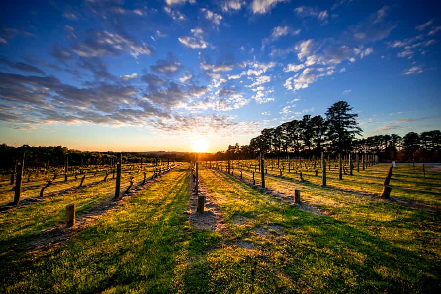 From Melbourne: Mornington Peninsula Food & Wine Taste Trail - Rare Hare brings polished vineyard views