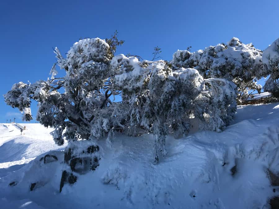 From Melbourne: Mt Buller Snow Day Small Group Boutique Tour - The Northside Express chairlift is worth considering