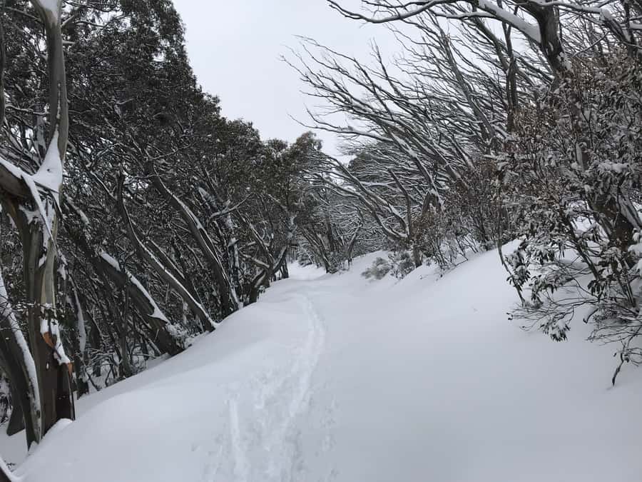 From Melbourne: Mt Buller Snow Day Small Group Boutique Tour - Who should book this Mt Buller tour?