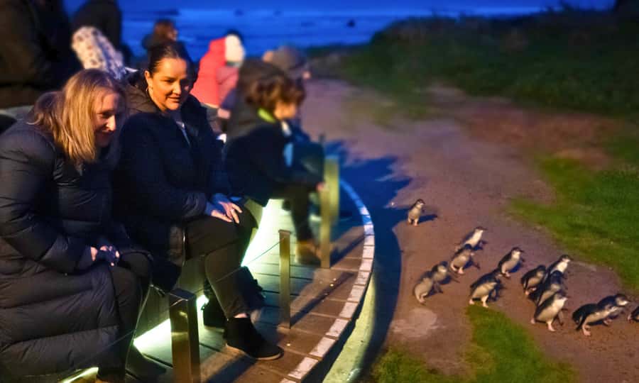 From Melbourne: Penguin Parade Afternoon Tour - Why the penguin parade is worth the long ride