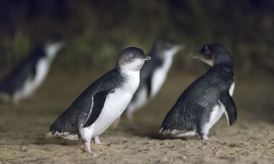 From Melbourne: Penguin Parade Afternoon Tour - The two-hour ride to Phillip Island