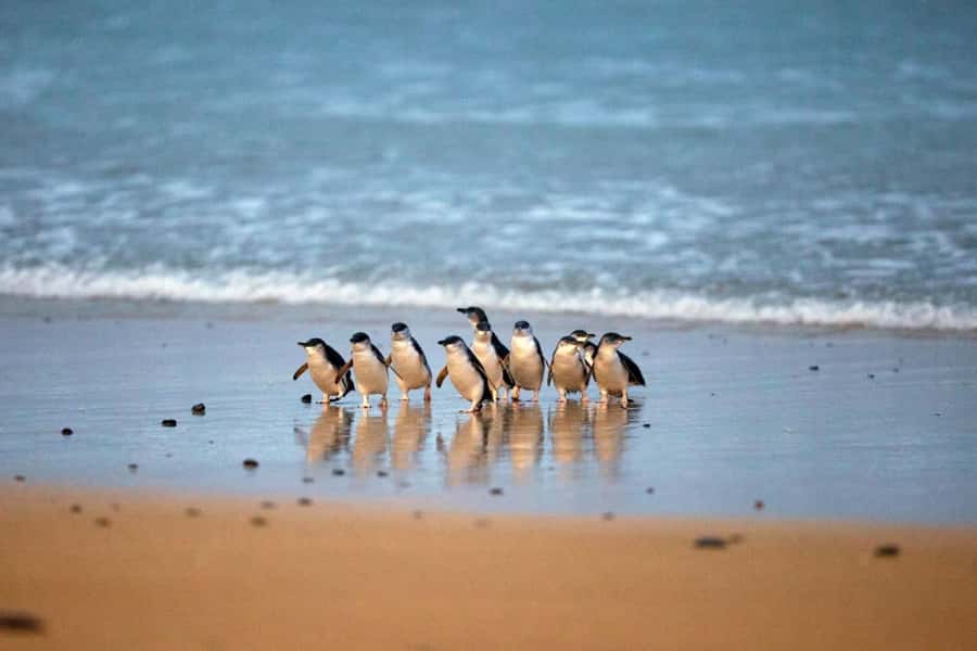 From Melbourne: Penguin Parade and Koalas Tour - Key points before you book