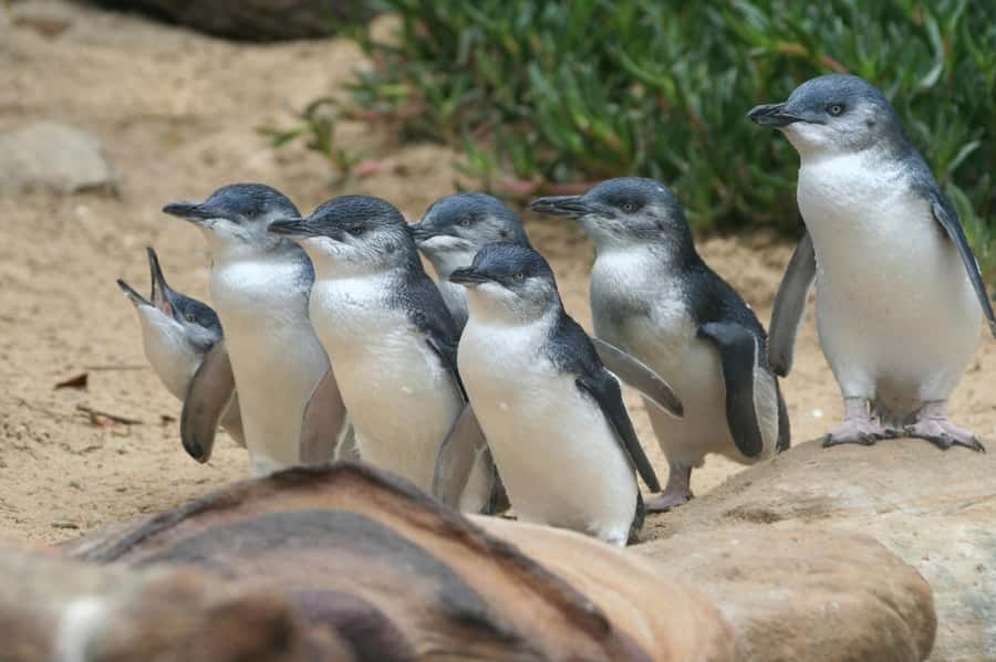 From Melbourne: Penguin Parade and Koalas Tour - Should you book the Phillip Island penguin tour?