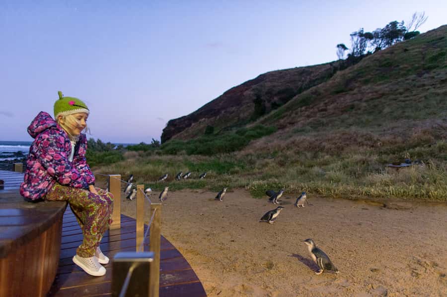 From Melbourne: Penguin Parade and Koalas Tour - The Nobbies boardwalk and Seal Rocks views