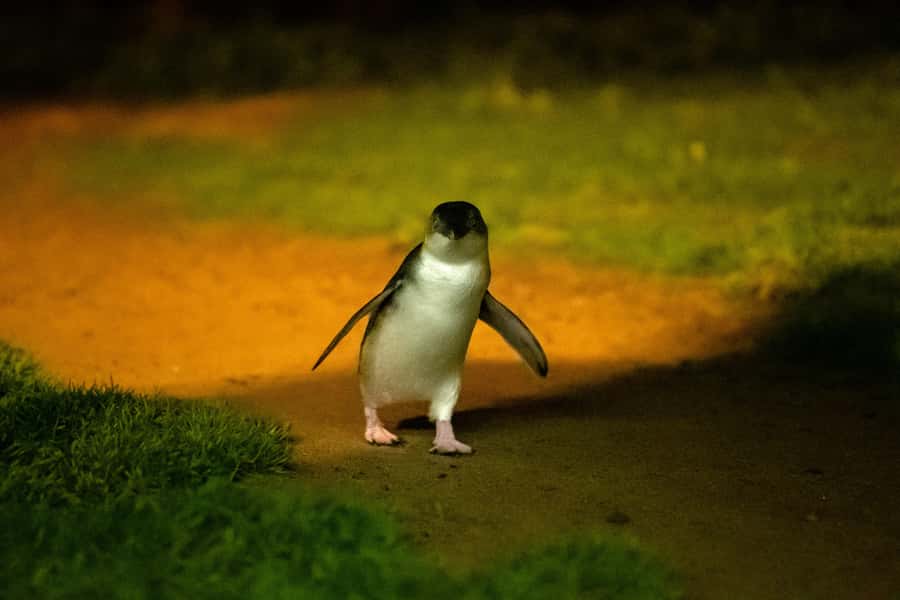 From Melbourne: Penguin Parade and Koalas Tour - Timing, meals, and the cold after sunset