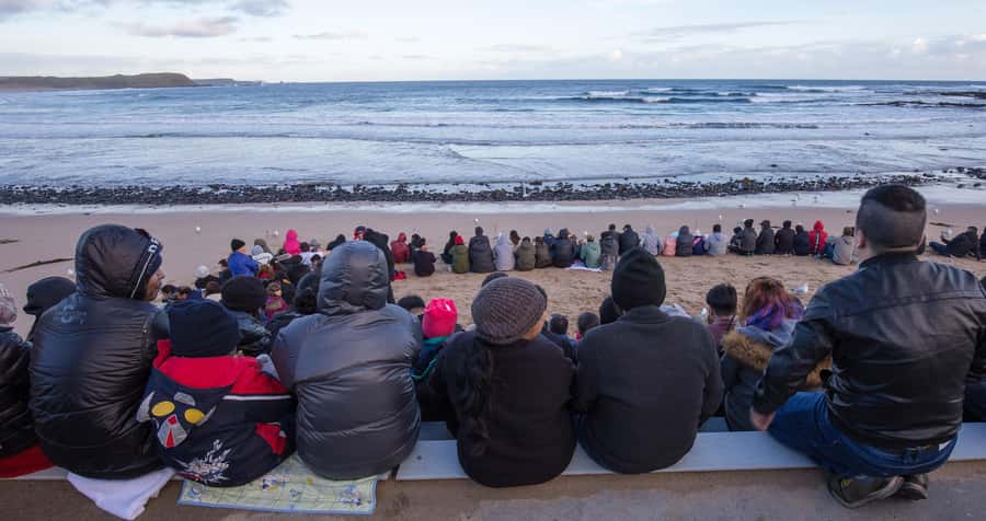 From Melbourne: Penguin Parade, Koalas & Kangaroos - Key points at a glance