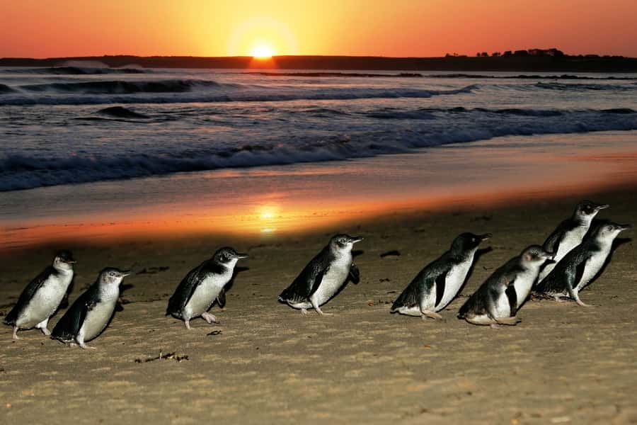 From Melbourne: Penguin Parade, Koalas & Kangaroos - Why the penguin parade earns the late finish