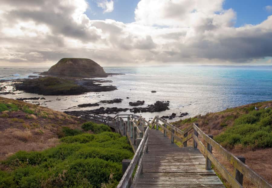 From Melbourne: Penguin Parade, Koalas & Kangaroos - Moonlit Sanctuary, where the wildlife becomes personal