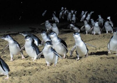 Penguin Parade, Koalas & Kangaroos
