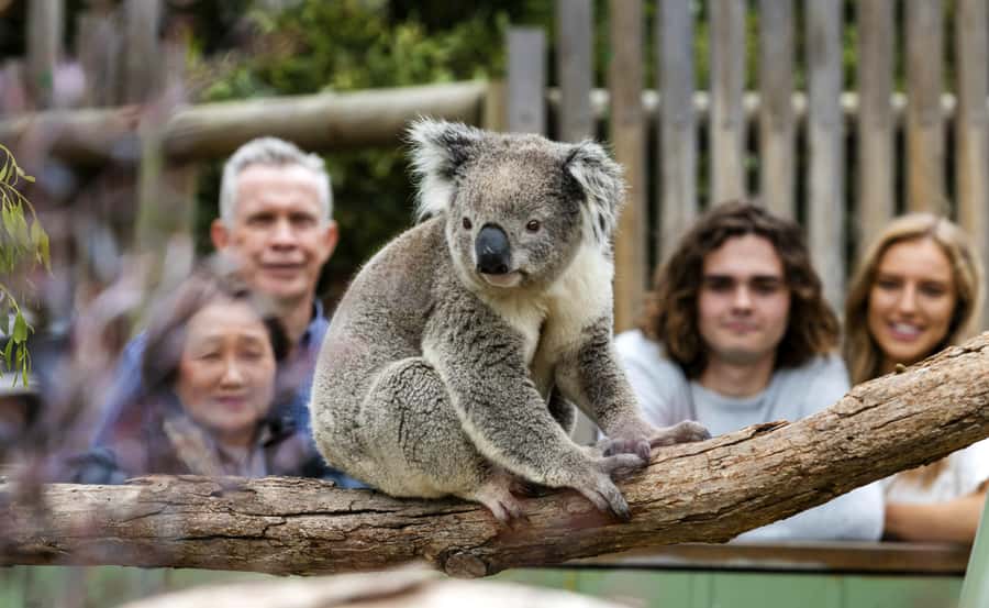 From Melbourne: Penguin Parade, Koalas & Kangaroos - The Nobbies Boardwalk and southern coast views