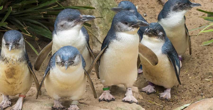From Melbourne: Penguin Parade, Koalas & Kangaroos - Transport, group size, and comfort on a 12-hour day