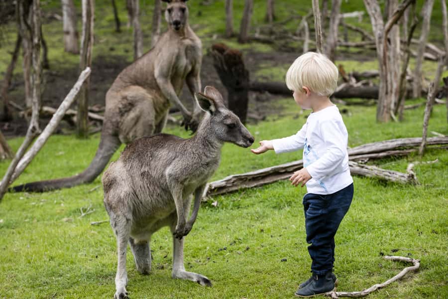 From Melbourne: Penguin Parade, Koalas & Kangaroos - What to pack for the island