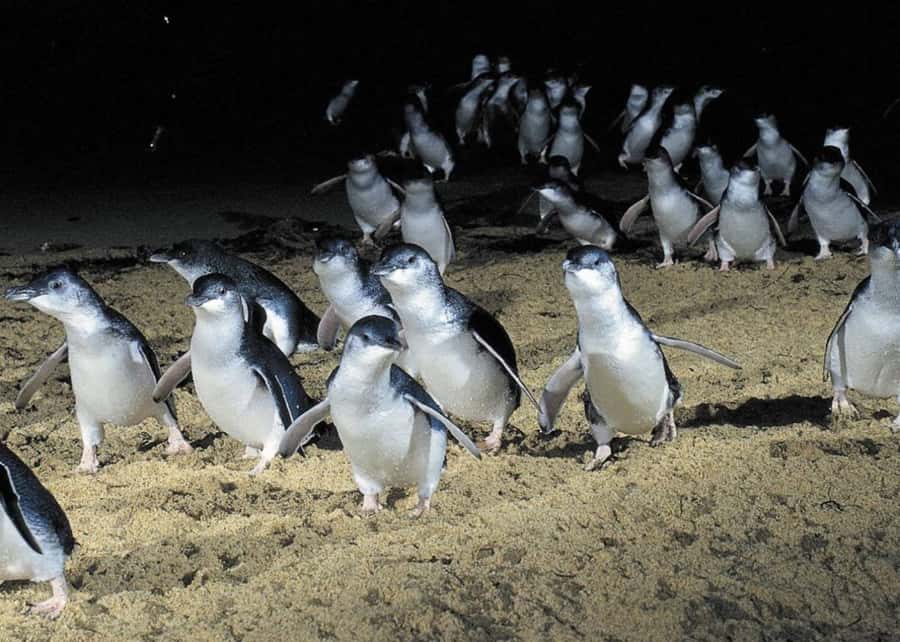 From Melbourne: Penguin Parade, Koalas & Kangaroos - Brighton Beach boxes and the first coastal stop