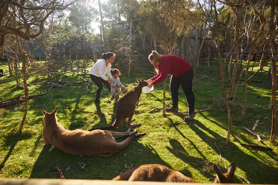 From Melbourne: Penguins and Wildlife Nature Day Tour - Key points worth knowing before you book