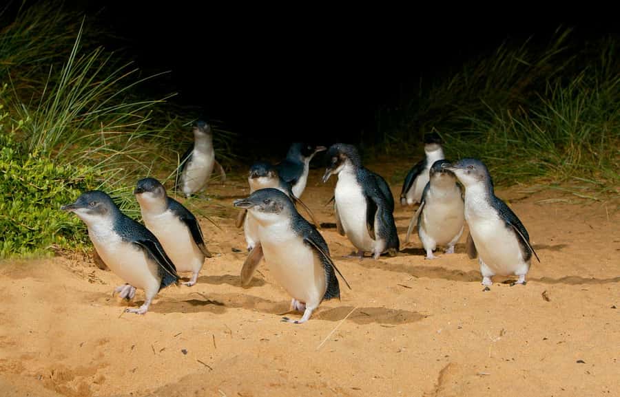 From Melbourne: Penguins and Wildlife Nature Day Tour - Central pickup makes this useful without a car